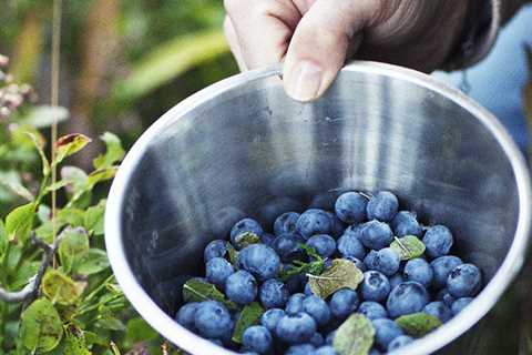 Benefits Of Bilberry And How To Add Them To The Diet