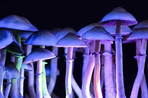 Colorado Activists Pick One Of Several Psychedelics Reform Initiatives To Pursue For November Ballot