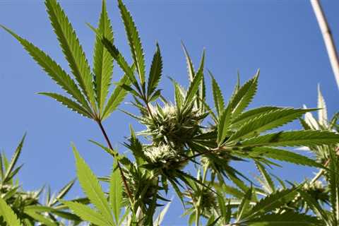 Federal Marijuana Legalization Bill May Receive House Floor Vote Next Week, Sources Say