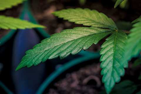 South Dakota Marijuana Activists Issue ‘Yellow Alert’ For Signature Drive To Put Legalization On..