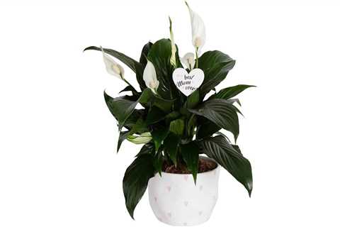 Your mom will love this potted houseplant that’s 25% off on Amazon