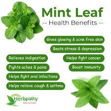 Health Benefits of Mint and Peppermint
