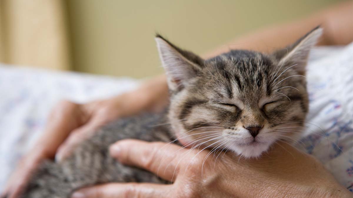 The Amazing Reason Your Cat's Purr Is Good for Your Health, Expert Says