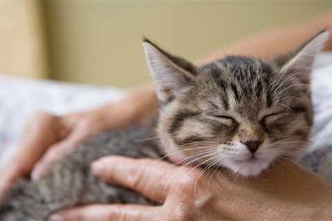 The Amazing Reason Your Cat's Purr Is Good for Your Health, Expert Says