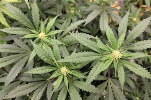 Massachusetts Adult-Use Marijuana Sales Officially Exceed $3 Billion, State Reports