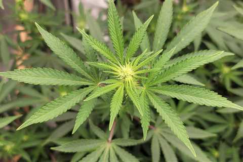 North Carolina Medical Marijuana Legalization Bill Heads To Senate Floor Following Committee Vote