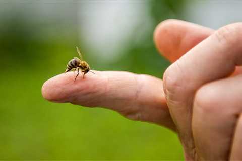 Does Bee Venom Therapy Work To Treat Chronic Lyme Disease?
