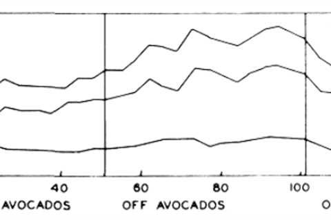 Do Avocados Help Lower Cholesterol?