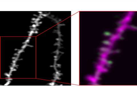 A New Framework Describing The Formation And Development Of Learning-related Dendritic Spines