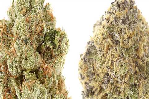 Is indica or sativa a better strain?