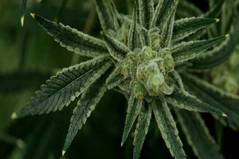 Can male cannabis plants turn hermaphrodite?