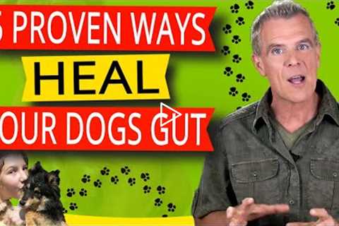How to Improve Dogs Digestive System (5 Natural Ways To Heal Gut Health)