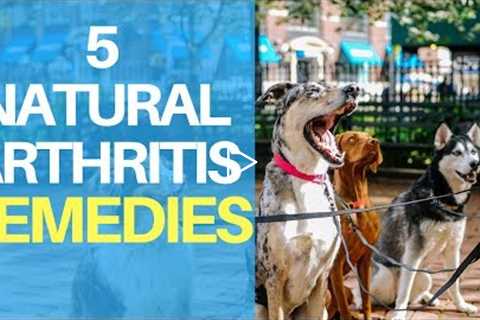 Natural Remedies For Dog Arthritis Pain: Top 5 Quick Treatments