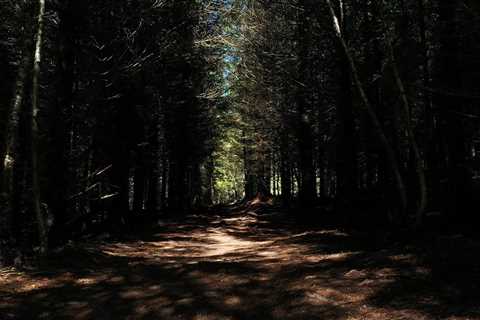 Birds in the forest singing their soothing songs