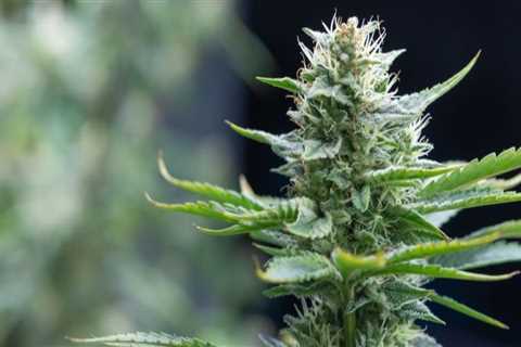 Is indica or sativa delta 8 stronger?
