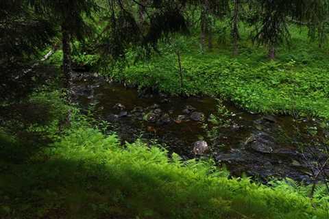 Green forest with relaxing river and bird sounds