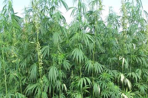 Where is hemp most likely to grow?