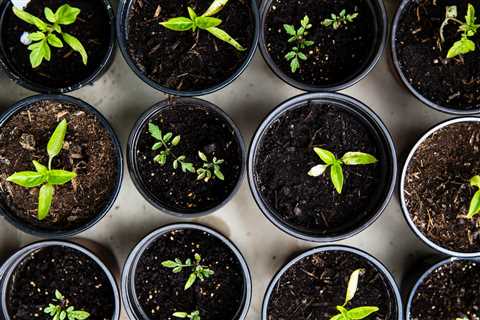 How to Grow Marijuana From Seed: A Step-by-Step Guide