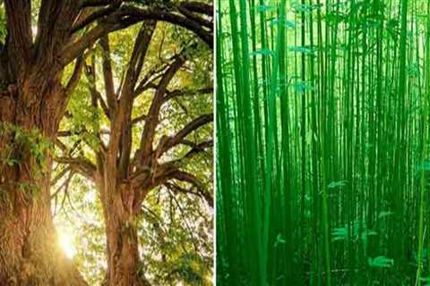 Does hemp produce more oxygen than trees?