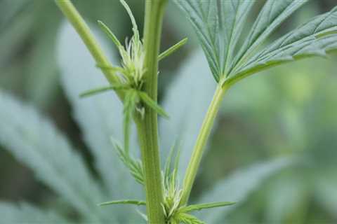 How can you tell if hemp is male or female?
