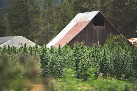 What Cannabis Companies Can Learn From a Craft Merger in Oregon