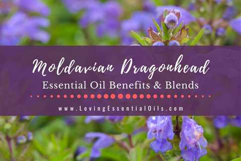 Moldavian Dragonhead Essential Oil Benefits and Blends