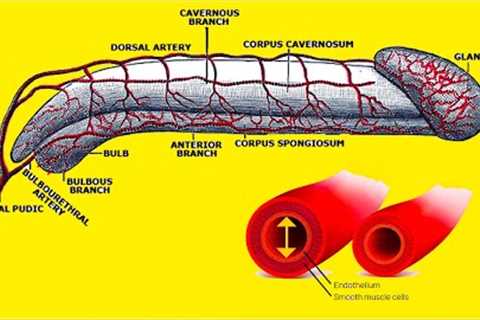 ➜ How to Increase Blood Flow to the P3NIS ➜ Erectile Dysfunction Treatment