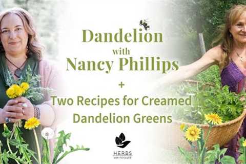 Dandelion with Nancy Phillips + Two Recipes for Creamed Dandelion Greens