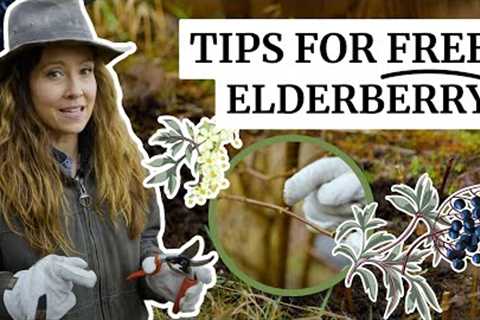 Do This NOW for FREE Medicine | Elderberry Plants from your Cuttings