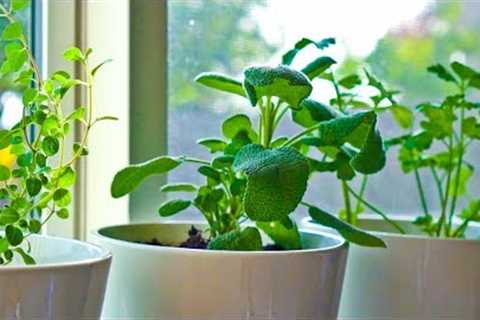 10 Herbs You Can Grow Indoors on Kitchen Counter