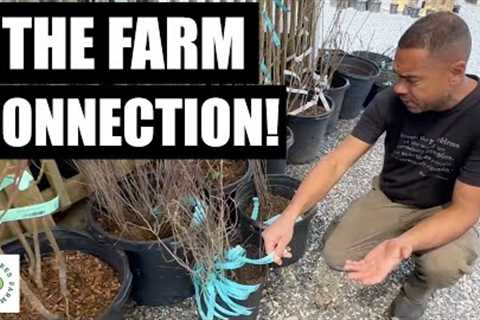 Where To Get Bare Root Trees Right Now!