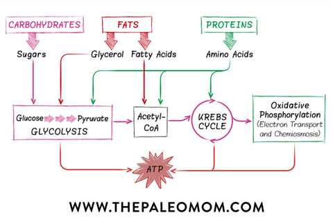 The Paleo Diet and Energy Levels