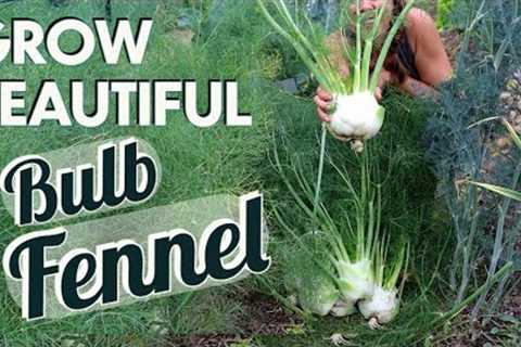 Growing Bulb Fennel in the Midwest