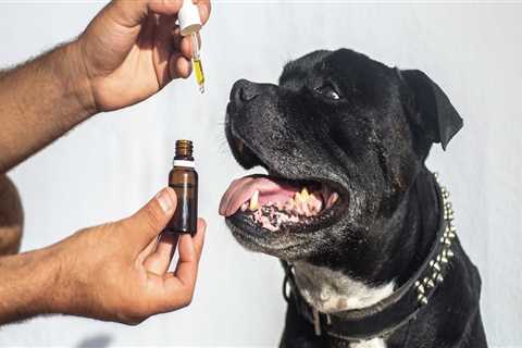 Is cbd good for all dogs?