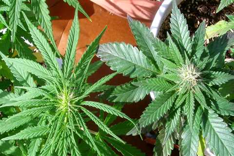 What is the difference between hybrid and indica hybrid?