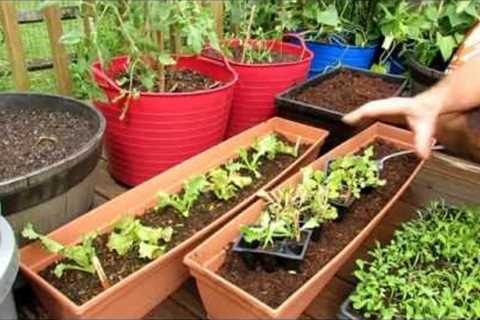 Planting Lettuces/Greens in Containers: Seed Starts are a Must! , Soil Prep, Fertilizing - TRG 2016