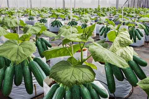 How To Grow 69 Millions Of Cucumbers In Greenhouse And Harvest - Modern Agriculture Technology