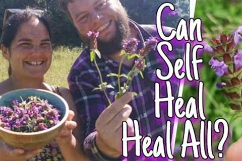 Self Heal - Everything You Need To Know & How to Use This Healing Wild Herb 🌿 (prunela..