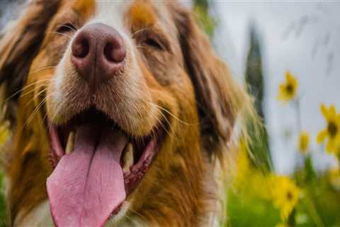 How Long Does CBD Oil Last in Dogs?