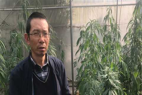 Is Hemp Legal in China? A Comprehensive Guide