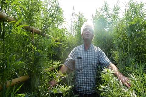 Harvesting Hemp: How Long Does It Take To Reap An Acre?