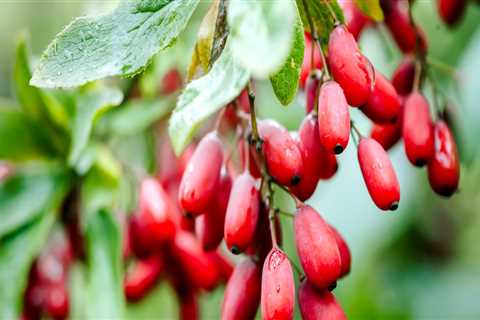 Does berberine help fatty liver disease?