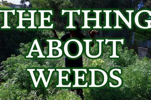 These weeds have taken over, but here''s what you can do about it