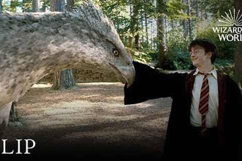 Meet Buckbeak | Harry Potter and the Prisoner of the Azkaban