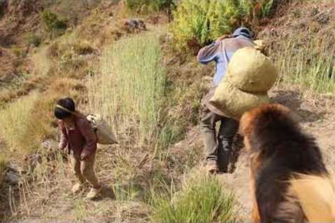 Carrying goods one place to another place || Village life