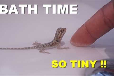 How To Give A Baby Bearded Dragon A Bath !! Tips On Bearded Dragon Care