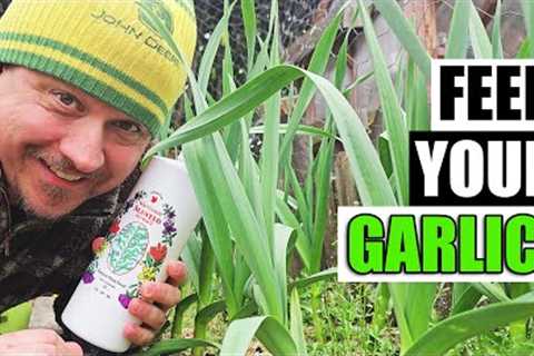 Tips For Fertilizing Garlic - Garden Quickie Episode 138