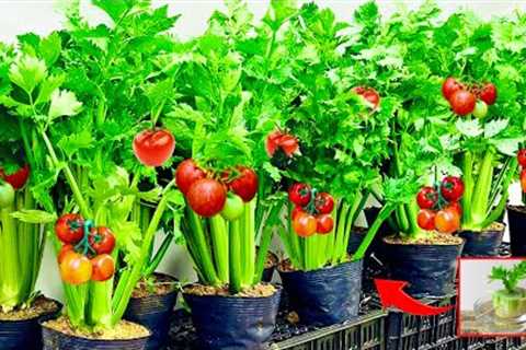 Growing organic celery indoors | Tips for growing celery easy for beginners