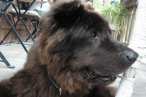 Long haired Shar Pei