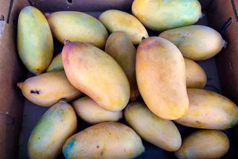 Guide to Mango Health Benefits
